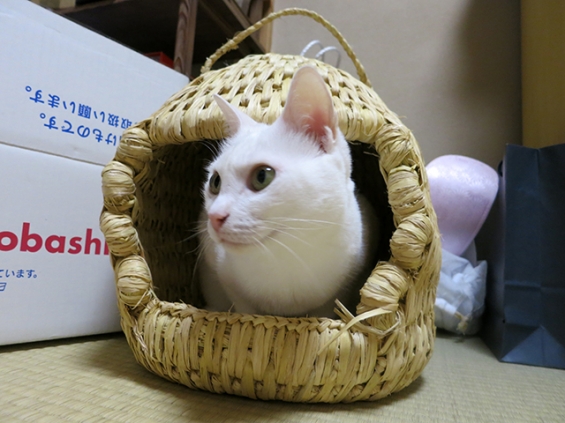 Cat pictures｜猫ちぐら！