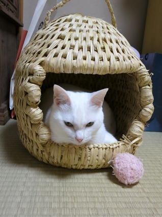 Cat pictures｜猫ちぐらは秘密基地