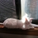 Cat pictures｜日の当たる窓辺が好き1