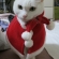Cat pictures｜Merry Christmas!