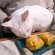 Cat pictures｜柚子茶巾寿司、美味しく頂きました