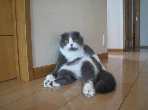 Cat pictures｜2.　なんてね！