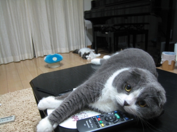 Cat pictures｜テレビを見せて❤