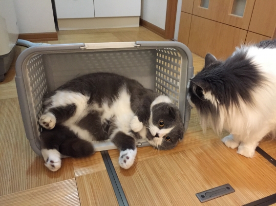 Cat pictures｜カゴも好き（≧∇≦）
