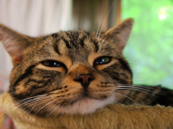 Cat pictures｜ネコバス的表情
