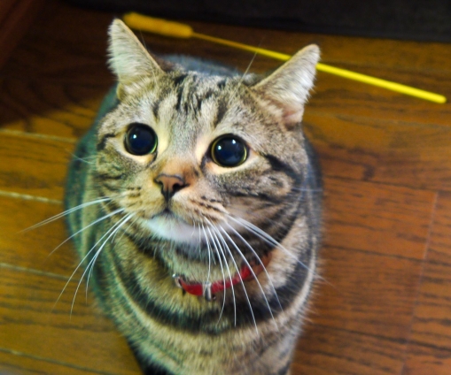 Cat pictures｜遊んで～！