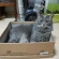 Cat pictures｜ブーツの箱