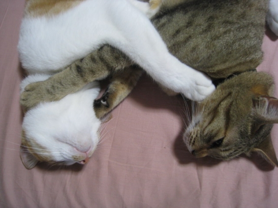 Cat pictures｜ナゾのポーズ