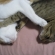 Cat pictures｜ナゾのポーズ