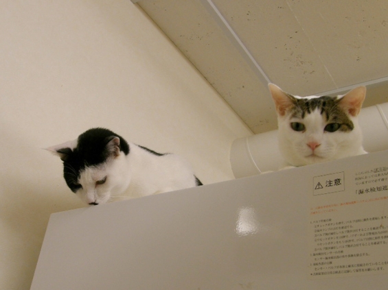Cat pictures｜自販機の上の二人