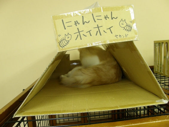 Cat pictures｜にゃんにゃんホイホイ（ｾｶﾝﾄﾞ）