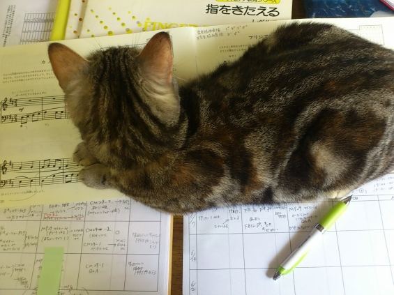 Cat pictures｜お仕事しちゃダメ！