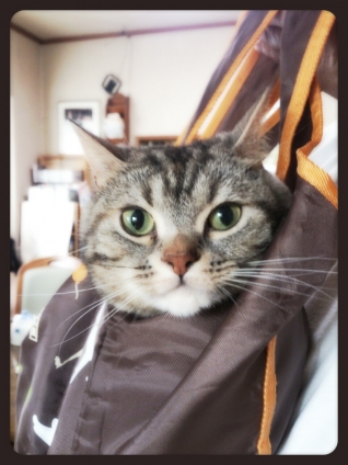 Cat pictures｜おはよ♪♪