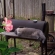 Cat pictures｜ＢＢＱ半蔵プー