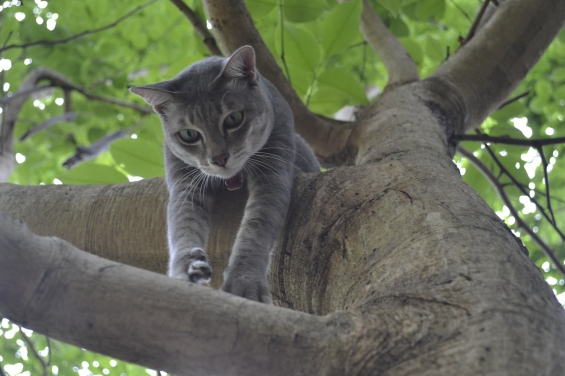 Cat pictures｜降りれるかなぁ?