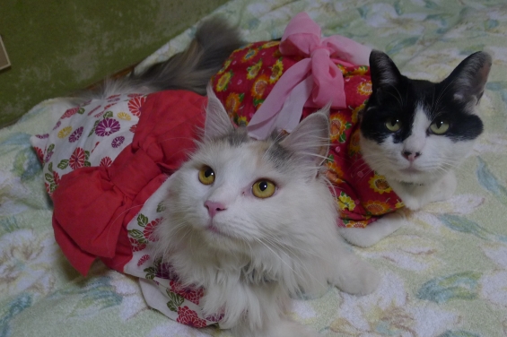 Cat pictures｜ねこ浴衣！！