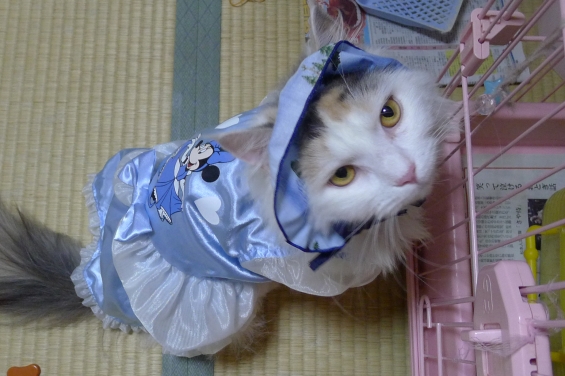 Cat pictures｜ブルーのドレスを着た少女