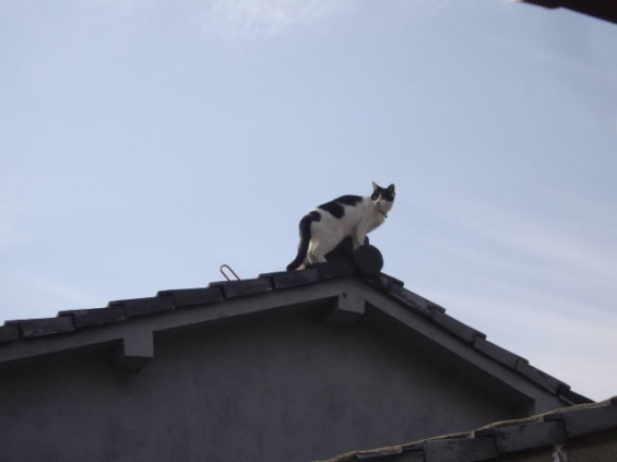 Cat pictures｜青空と屋根の上の猫