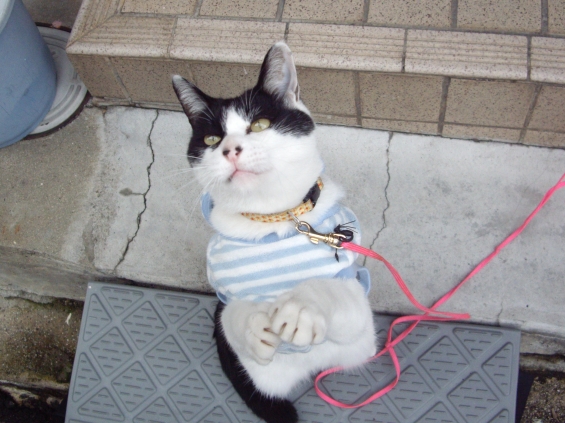 Cat pictures｜タッチ！！
