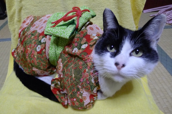 Cat pictures｜着物を着たタマ
