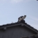 Cat pictures｜青空と屋根の上の猫