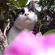 Cat pictures｜植木の間に入り込むタマ