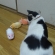 Cat pictures｜興味なし