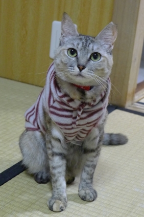 Cat pictures｜きっちり。。