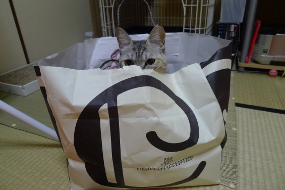 Cat pictures｜紙袋から～・・