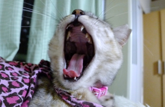 Cat pictures｜今日は叫びたい気分ニャアアアアアアア！！