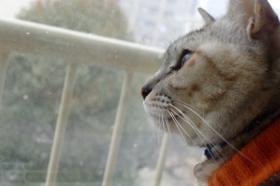 Cat pictures｜雪より鳥よ！