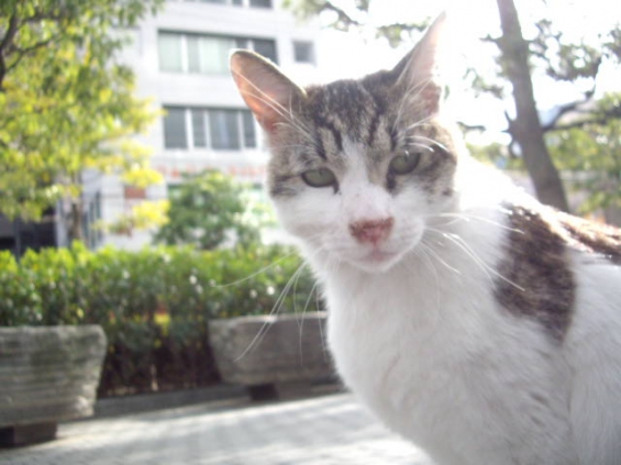 Cat pictures｜昔撮影した野良猫⑫