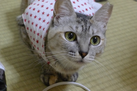 Cat pictures｜キラキラお目目☆