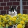 Cat pictures｜黄色い花とタマ