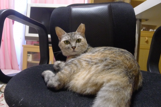 Cat pictures｜椅子好き～♪
