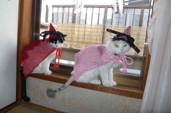 Cat pictures｜キュートな魔女！