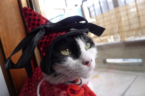 Cat pictures｜真っ赤な魔女さっ！