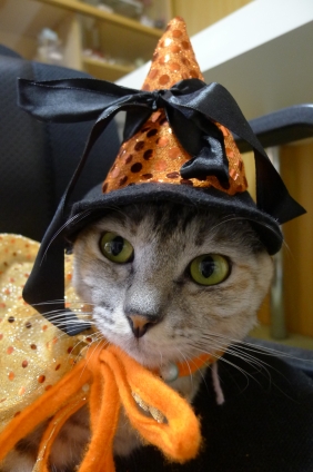 Cat pictures｜オレンジの魔女！