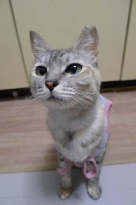Cat pictures｜おやつ待ち