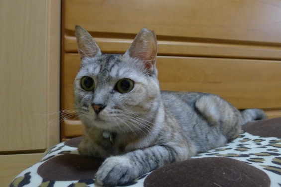 Cat pictures｜目真っ黒