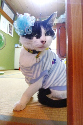 Cat pictures｜ポーズキメッ！