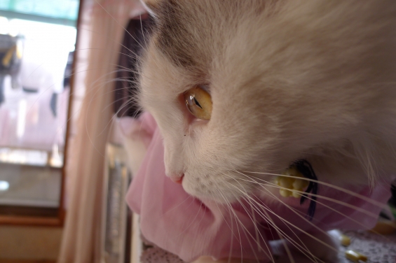 Cat pictures｜横顔