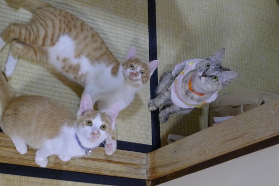 Cat pictures｜3にゃんで見上げる！