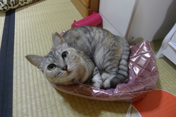 Cat pictures｜バッグの上がいいの！
