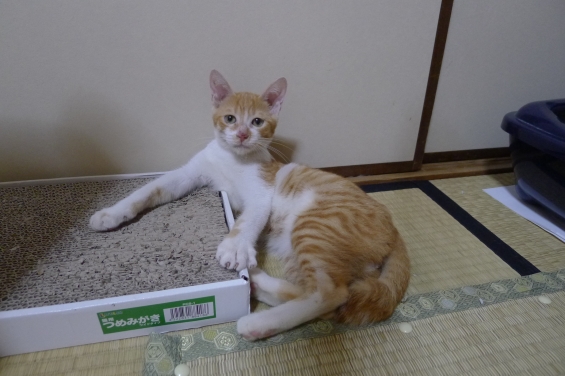 Cat pictures｜3か月にして