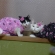 Cat pictures｜lovelyな私たち♥