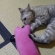 Cat pictures｜ケリケリッ！！
