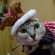 Cat pictures｜クリスマス②