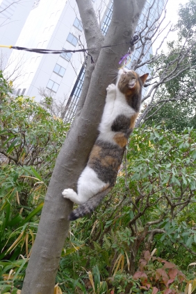 Cat pictures｜木登り～！