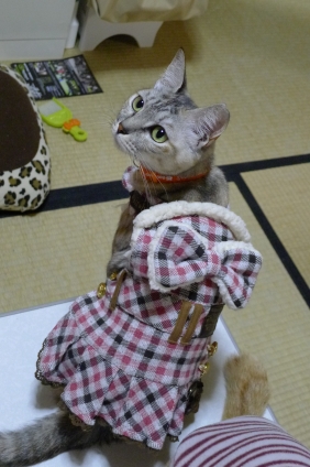 Cat pictures｜オシャレして